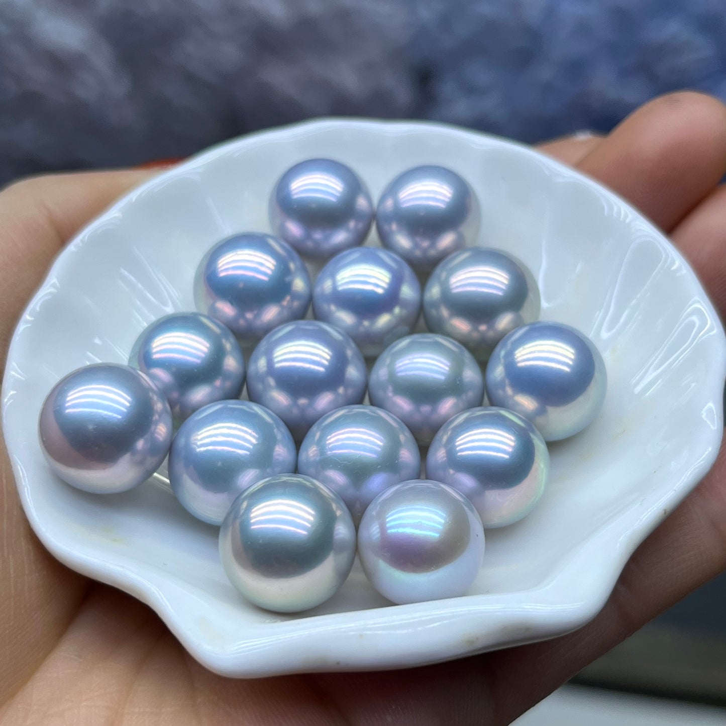 A09.【Live】Silver Queen Pearl Oyster New Arrival💥💥💥